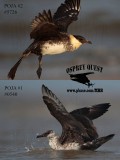 Pomarine Jaeger#1&2 OPEN WINGS.jpg