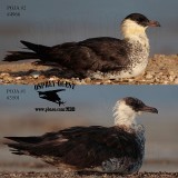 Pomarine Jaeger#1&2 RESTING.jpg