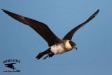 _M5A0761 Pomarine Jaeger.jpg