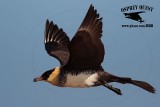 _M5A0815 Pomarine Jaeger.jpg