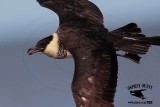 _M5A1343 Pomarine Jaeger.jpg
