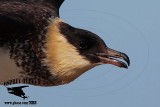 _M5A1362 Pomarine Jaeger.jpg