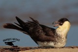 _M5A1512 Pomarine Jaeger.jpg