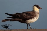 _M5A2347 Pomarine Jaeger.jpg