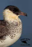 _M5A2734 Pomarine Jaeger.jpg
