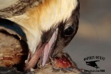 _M5A3671 Pomarine Jaeger.jpg