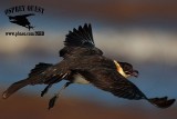 _M5A3807 Pomarine Jaeger.jpg