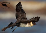 _M5A3809 Pomarine Jaeger.jpg