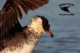 _M5A4045 Pomarine Jaeger.jpg