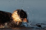 _M5A4438 Pomarine Jaeger.jpg