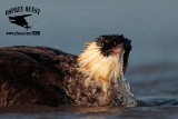 _M5A4462 Pomarine Jaeger.jpg