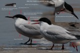 Common Tern with many longipennis characteristics - Texas