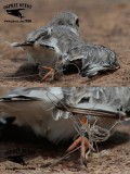 Piping Plover tangled in fishing line - need for regulations and laws