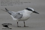 _MG_6741 Least Tern 12 years old.JPG