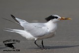 _M5A8910 Cayenne-type Tern.jpg