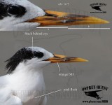 _M5A8922 Cayenne-type Tern.jpg