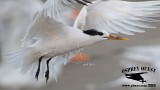 _M5A9500 Cayenne-type Tern.jpg