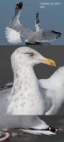 American Herring Gull - October 16, 2015 - UTC
