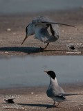 Least Tern with one foot missing - attempt to scratch its head.jpg