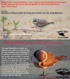 Piping Plover - leg movement disorder 2015_16.jpg