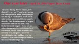 Piping Plover - leg movement disorder 2016.jpg