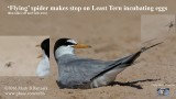 Flying spider makes stop on Least Tern incubating eggs.jpg