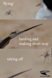 Flying spider landing on Least Tern.jpg