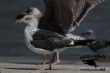 _X1D3434 Great & Lesser Black-backed Gulls.jpg