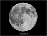 10/08/14  D3 + Nikkor 1.7X + Tamron 500mm