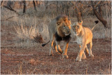 lions amoureux -  lions in love 3.jpg