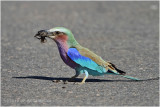 Rollier - Lilac-breasted roller 2.JPG