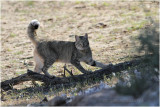 Chat sauvage - african wildcat.JPG