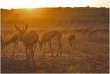 Springboks  laube - springboks at dawn.JPG