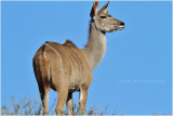Femelle koudou - kudu female.JPG