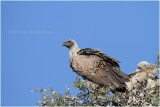 Vautour du Cap - Cape vulture.JPG