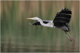 Hron cendr - grey heron 910.JPG