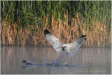 Goeland chassant un colvert.JPG