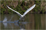 Cygne tubercul - Mute swan.JPG