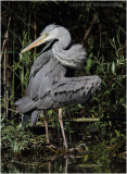 Hron cendr - Grey heron.JPG
