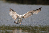 Goeland - Sea gull 2575.JPG
