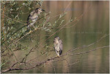 Bihoreau gris - Black-crowned night heron.JPG