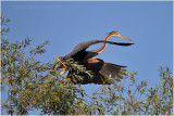 hron pourpr - purple heron.JPG