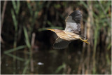 Blongios nain en vol - Little bittern in flight