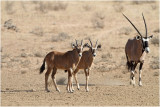 oryx calves 3914.JPG