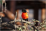 gonolek - crimson breasted shrike