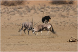 combat doryx - oryx fight.