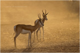 springbok 4166.JPG