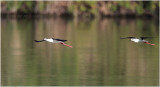 echasse blanche - black-winged stilt.JPG