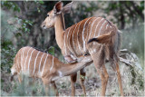 nyala ttant sa mre - nyala calf sucking his mother