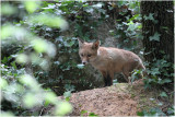renardeau - fox cub_5947.JPG